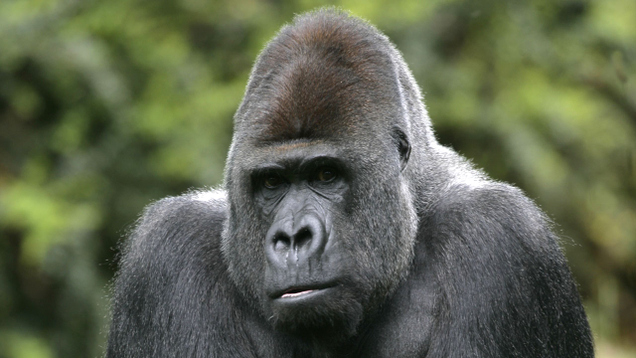 Illustration for article titled A Miracle Of Nature! Meet The Gorilla Who Keeps Declaring ‘I Am God!’ In Sign Language